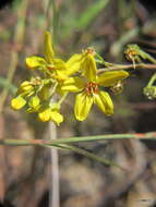 صورة Tristellateia madagascariensis Poir.