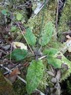 Image of few-leaved hawkweed