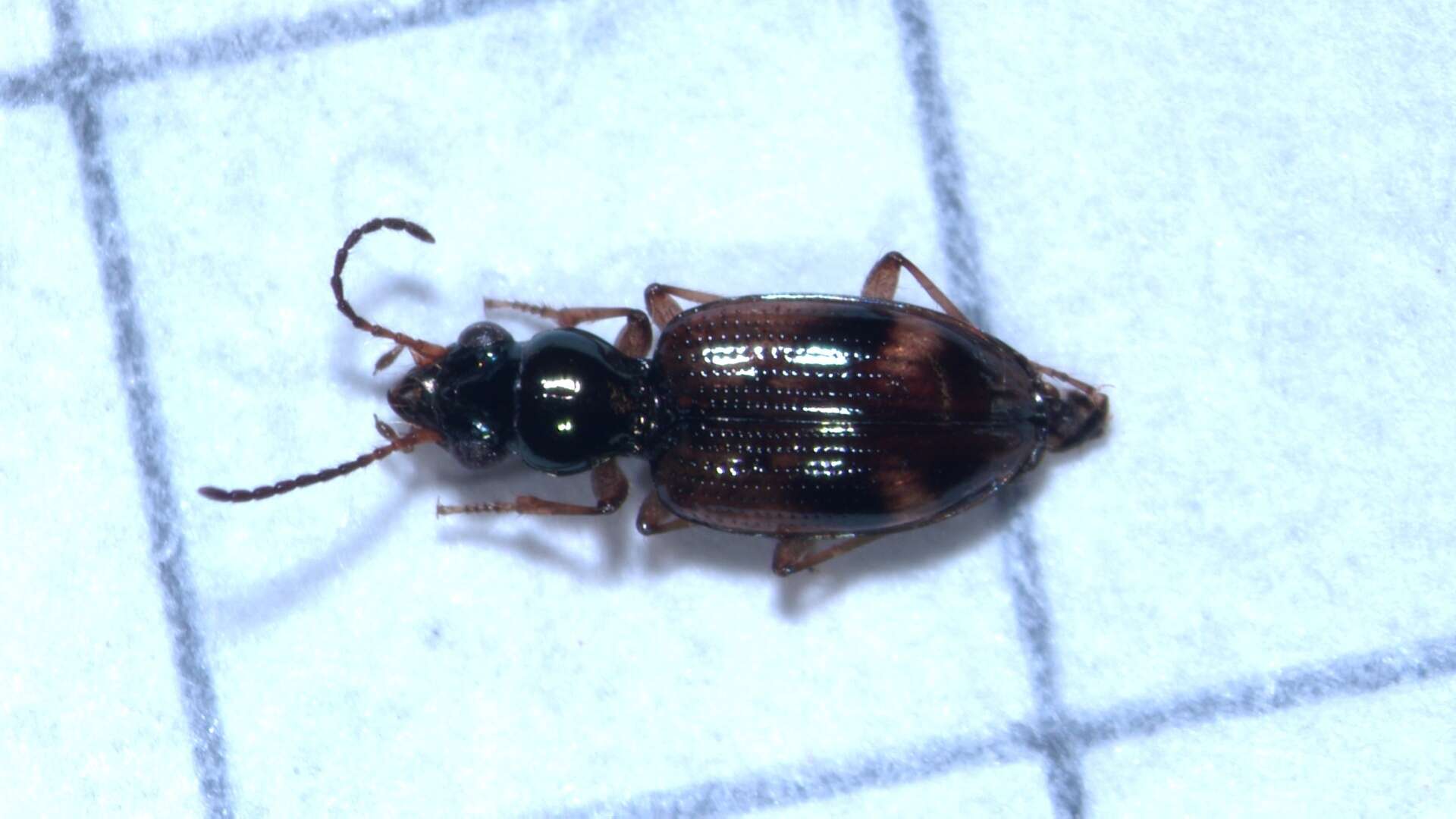 Plancia ëd Bembidion (Trepanes) articulatum (Panzer 1796)