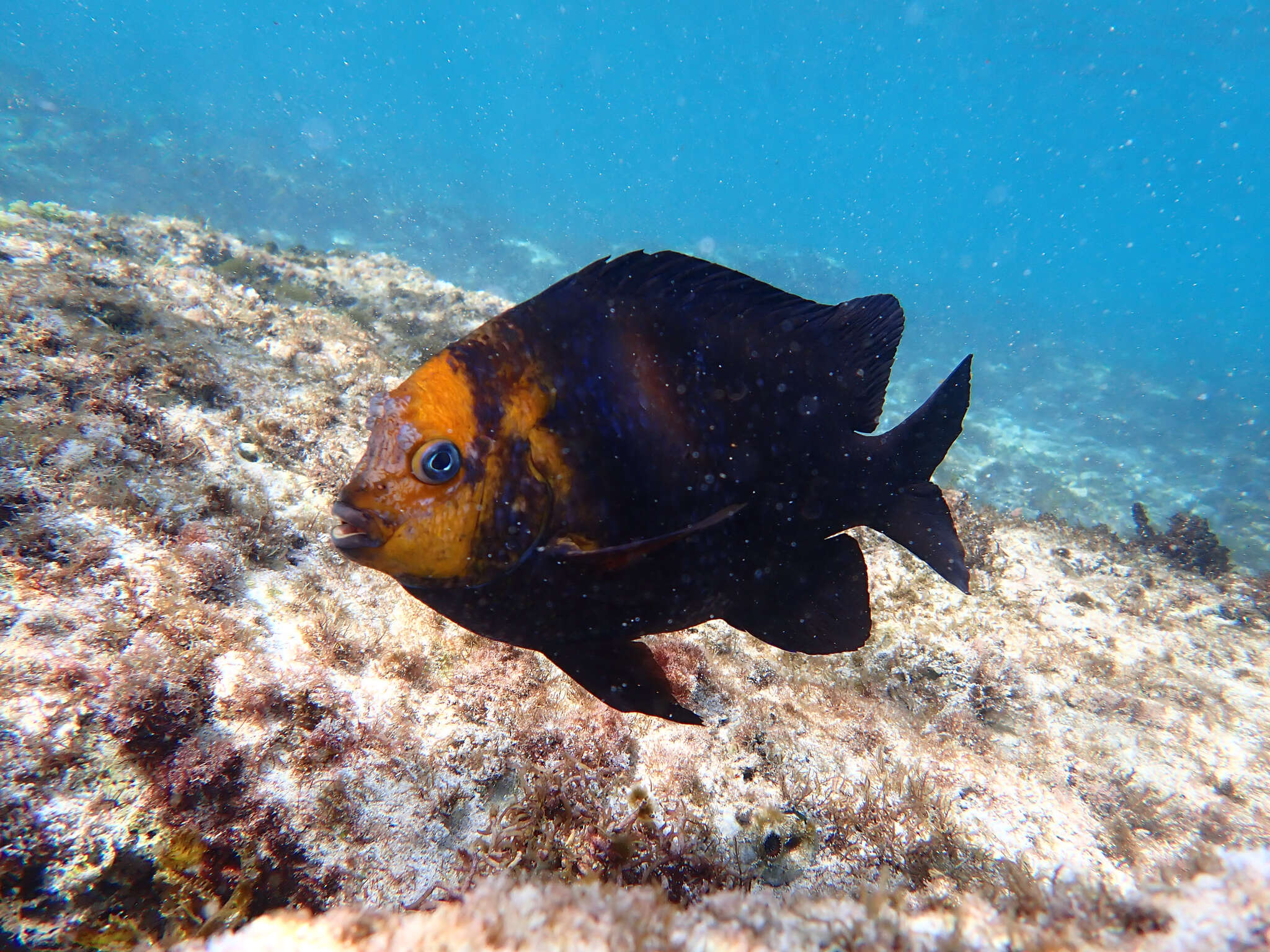 Image of Banded parma