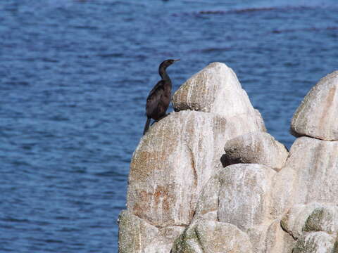 Image of Pelagic Cormorant