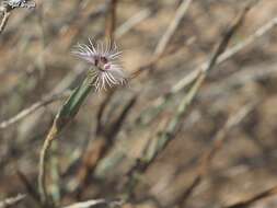 Image of Dianthus sinaicus Boiss.