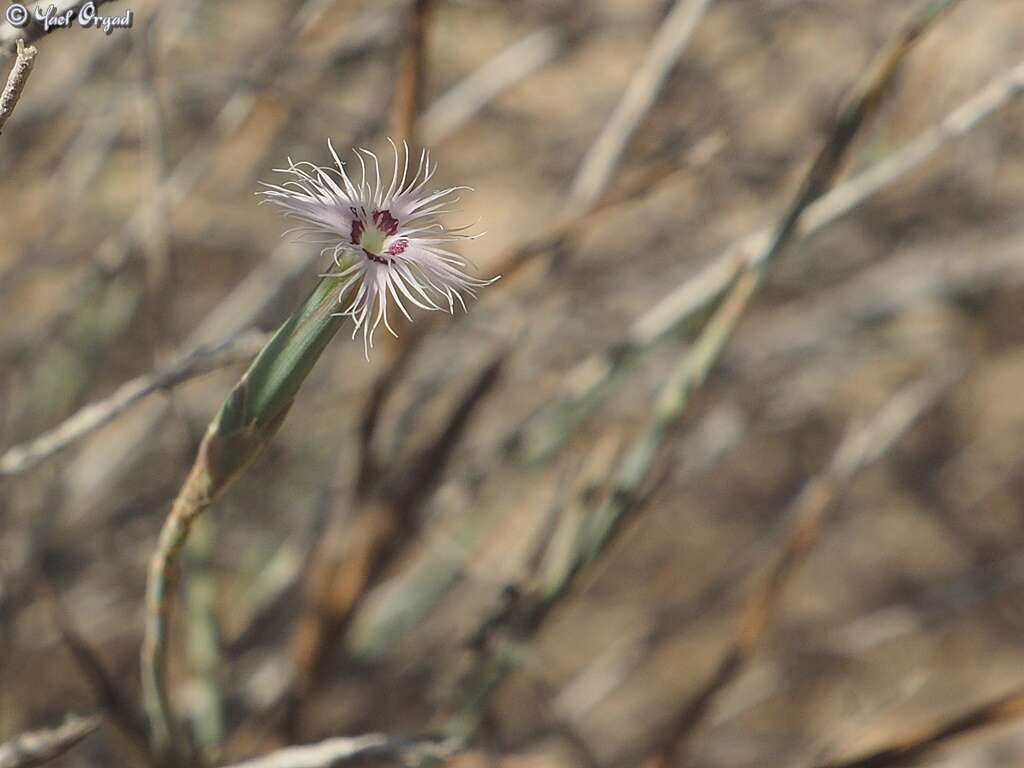 Image of Dianthus sinaicus Boiss.