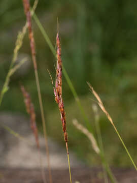 Sivun Sorghum leiocladum (Hack.) C. E. Hubb. kuva