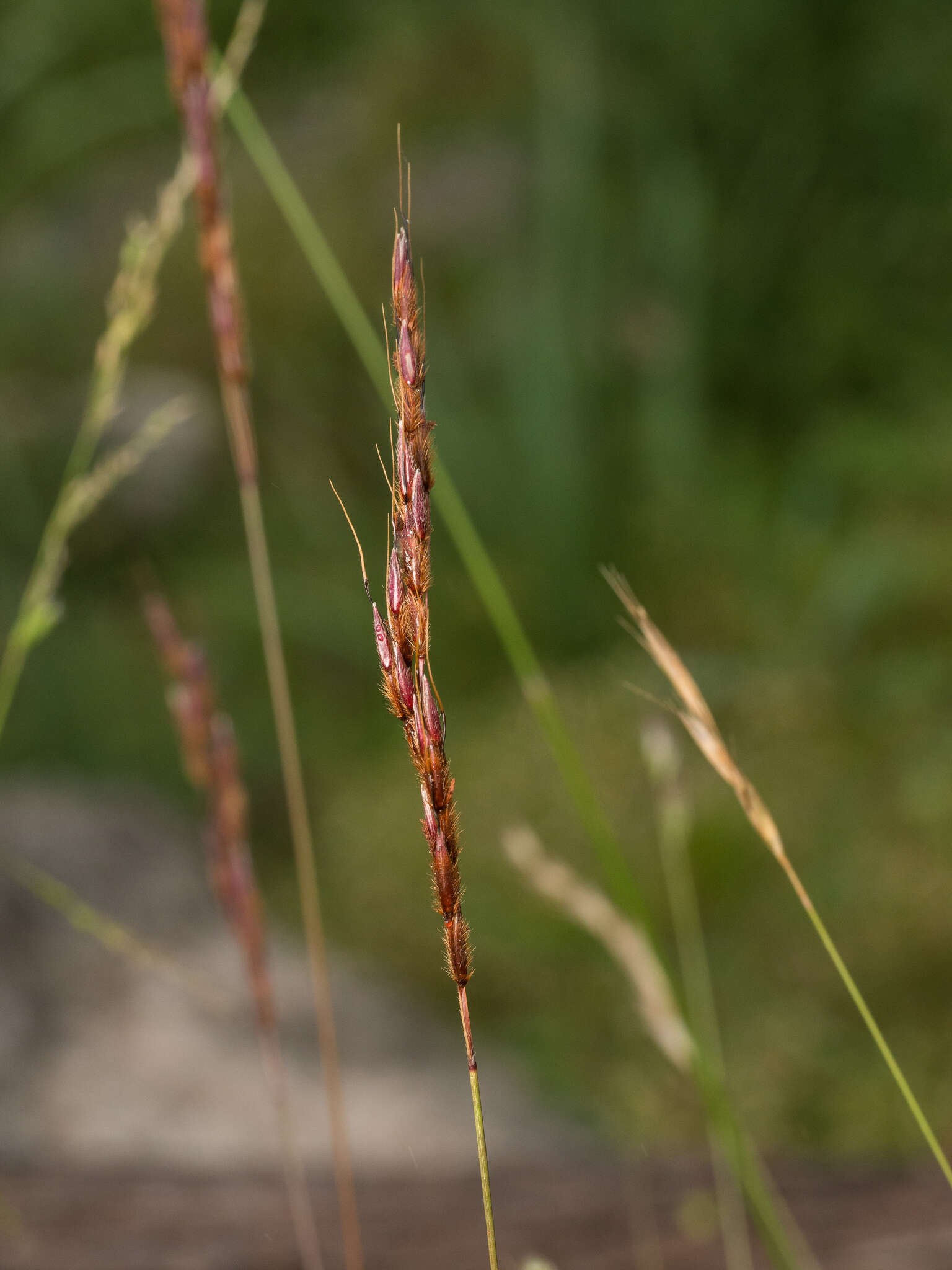 Sivun Sorghum leiocladum (Hack.) C. E. Hubb. kuva