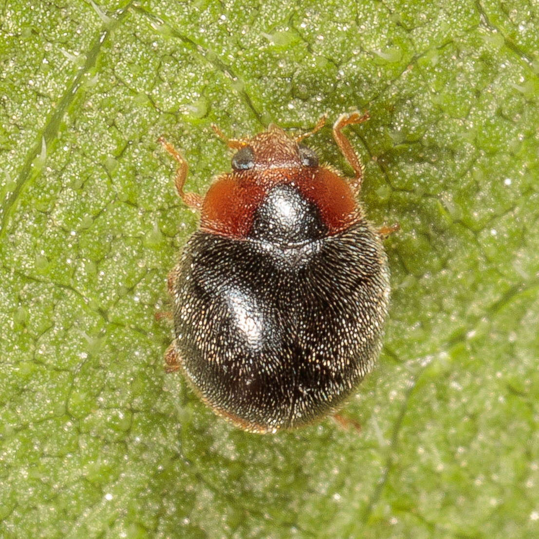 Image of Scymnus (Pullus) louisianae J. Chapin 1973