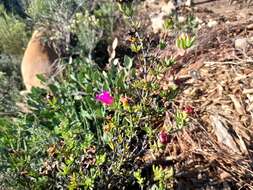 Image of Lampranthus zeyheri (Salm-Dyck) N. E. Br.