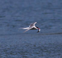 Image of Arctic Tern