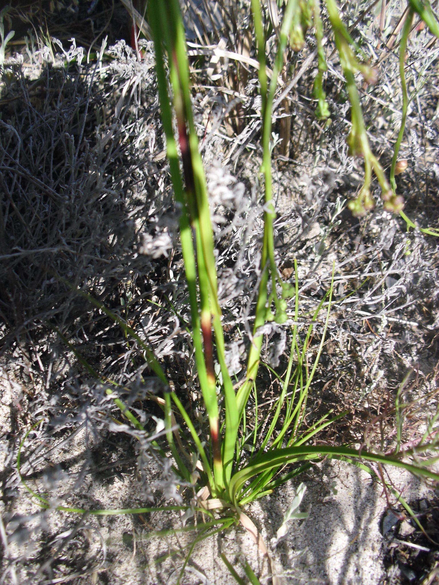 Image of Tetraria nigrovaginata (Nees) C. B. Clarke