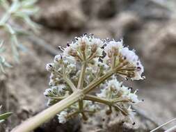 Image of Canby's biscuitroot