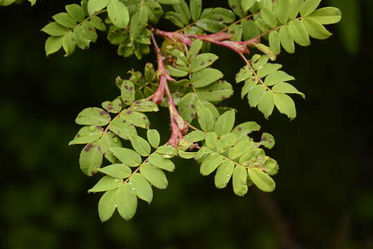 Rosa sericea Lindl. resmi