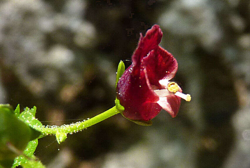 Imagem de Scrophularia peregrina L.