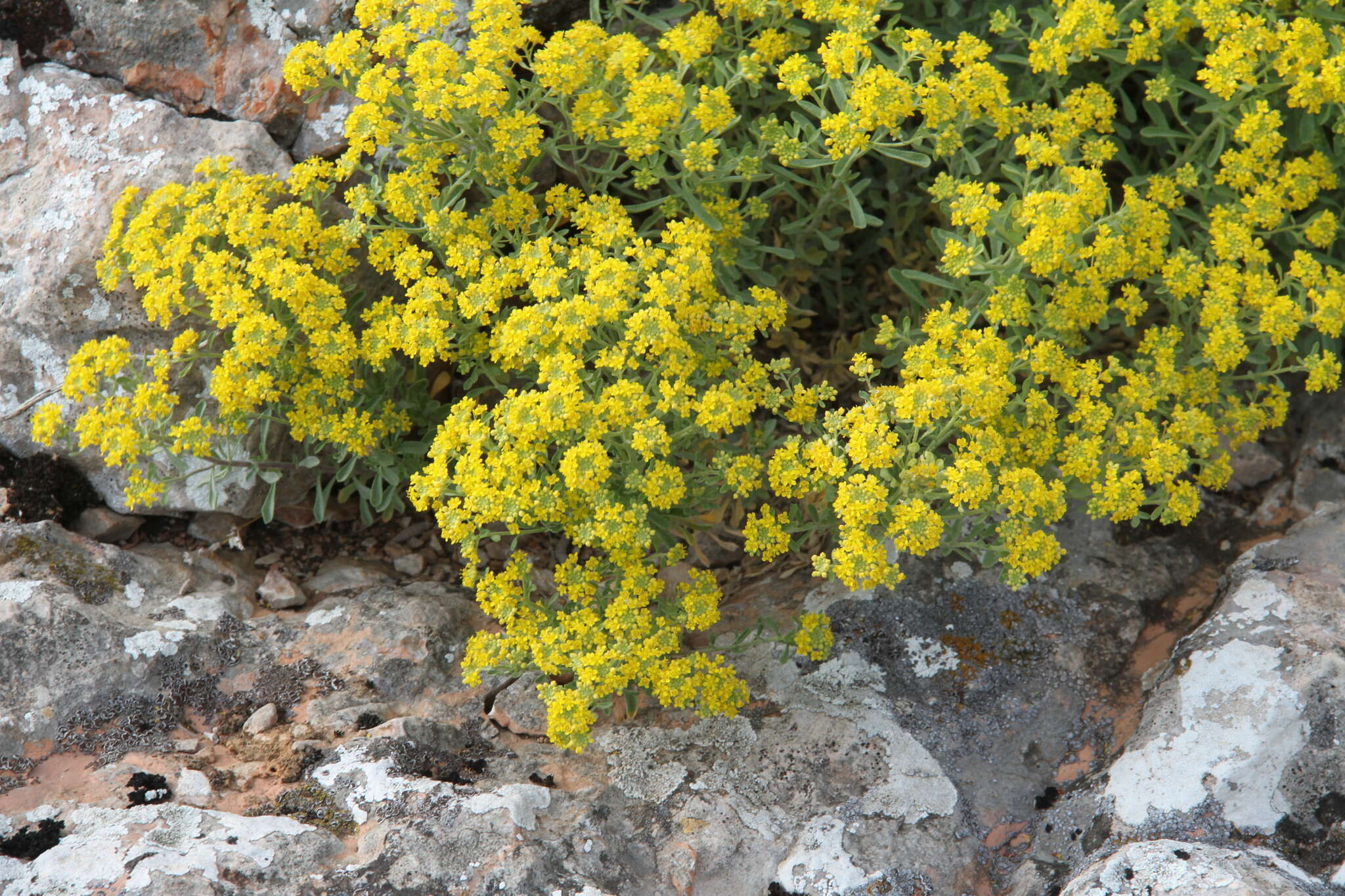 Sivun Alyssum tortuosum Waldst. & Kit. ex Willd. kuva