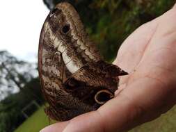 Imagem de Caligo oileus scamander Boisduval 1870