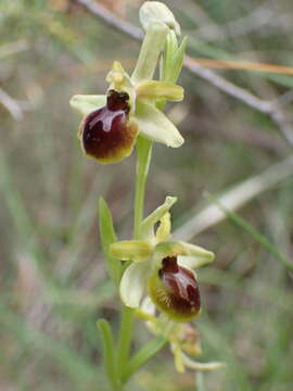 Image of Ophrys sphegodes subsp. araneola (Rchb.) M. Laínz