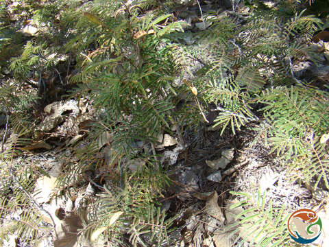 Imagem de Calliandra hirsuta (G. Don) Benth.