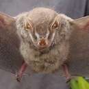 Image of Silver Fruit-eating Bat