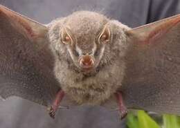 Image of Silver Fruit-eating Bat