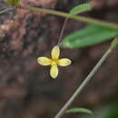 Image of Corynandra aspera (J. Koenig) Roalson