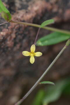 Image of Corynandra aspera (J. Koenig) Roalson