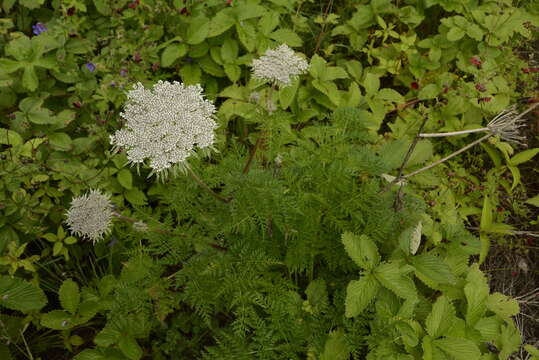 Ligusticopsis的圖片