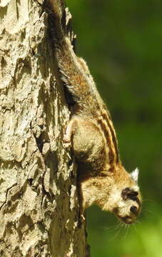 Image of Asiatic striped squirrel