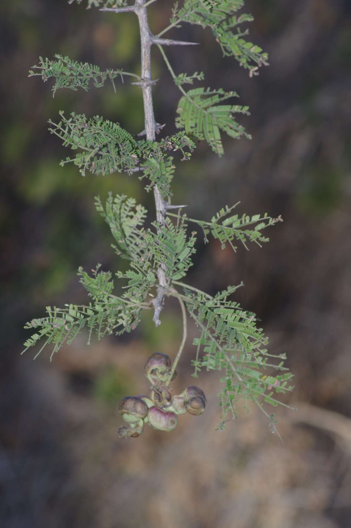 Imagem de Dichrostachys cinerea (L.) Wight & Arn.