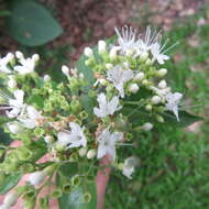 Image de Glossocarya hemiderma (F. Muell. ex Benth.) Benth. ex B. D. Jacks.