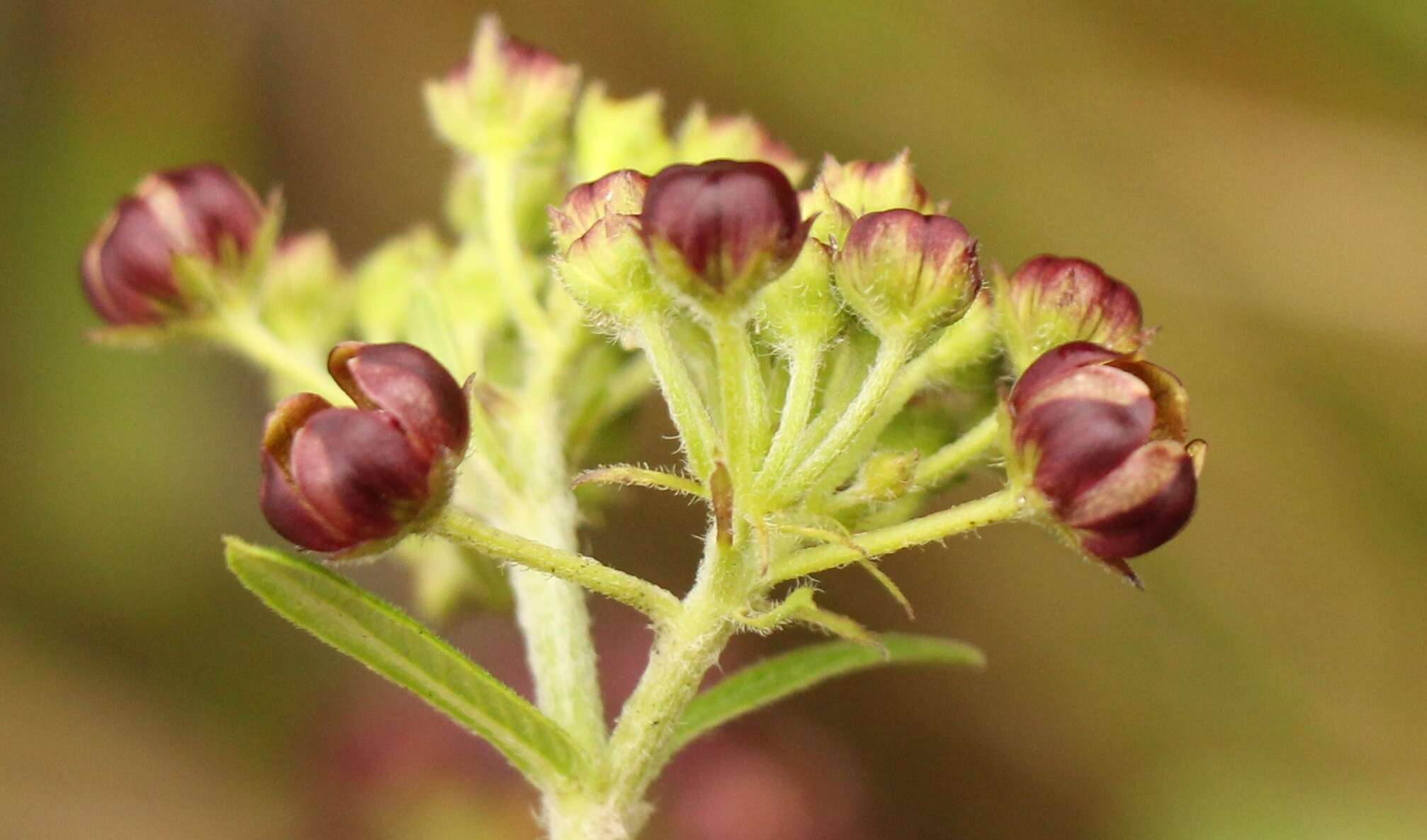 Image of Schizoglossum atropurpureum subsp. atropurpureum