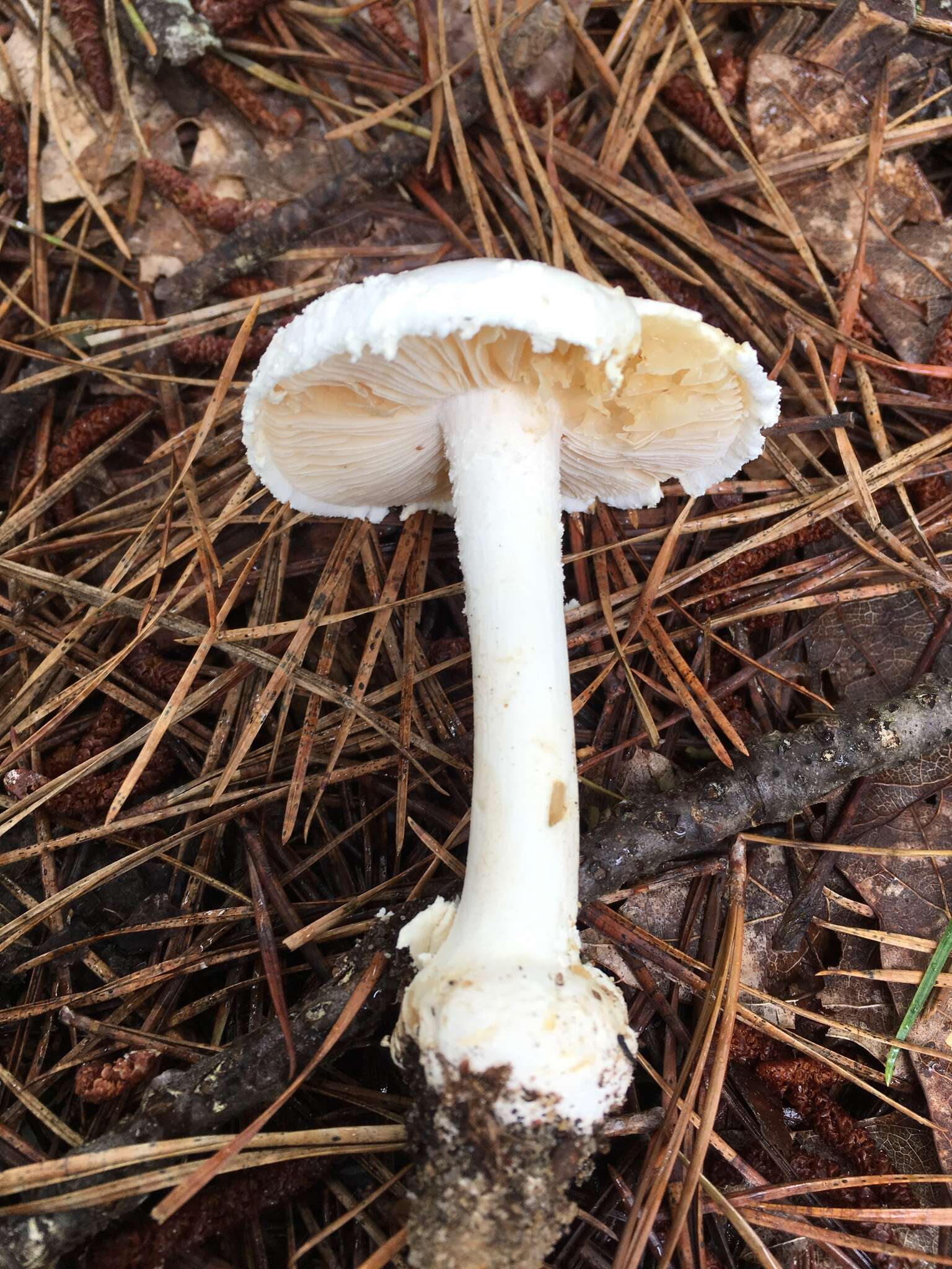 Plancia ëd Amanita subsolitaria (Murrill) Murrill 1941