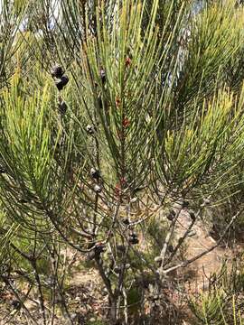 Image of Allocasuarina distyla (Vent.) L. A. S. Johnson