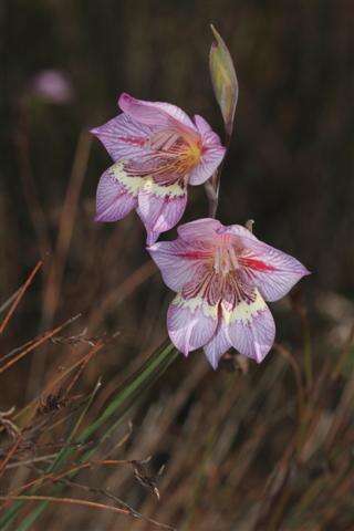 Imagem de Gladiolus taubertianus Schltr.