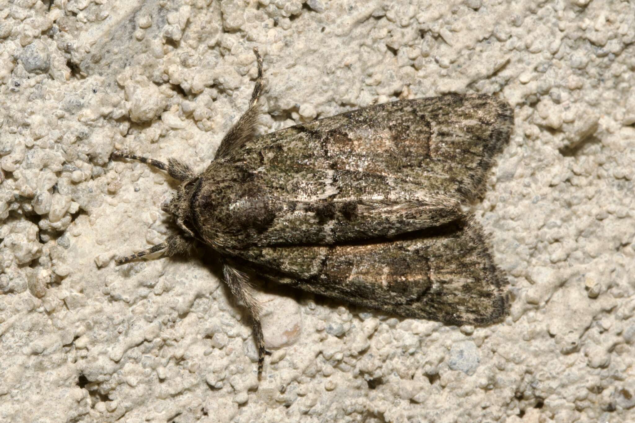 Image of Cryphia (Cryphia) fraudatricula (Hübner)