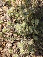 Sivun Teucrium murcicum Sennen kuva