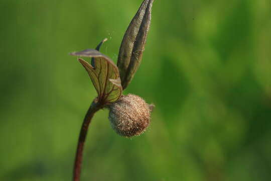 Imagem de Clematis fusca Turcz.