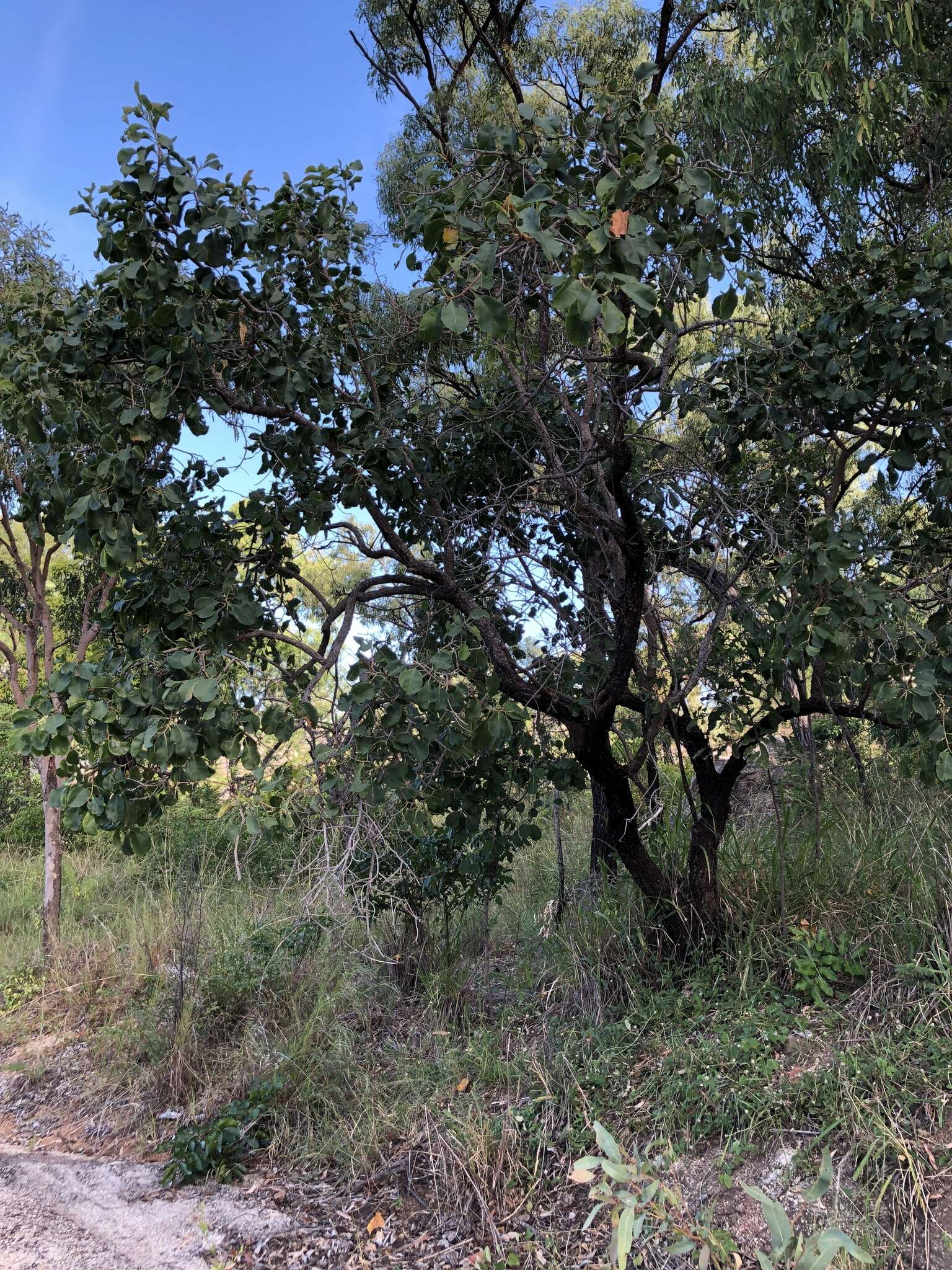 Image of Planchonia careya (F. Muell.) R. Knuth