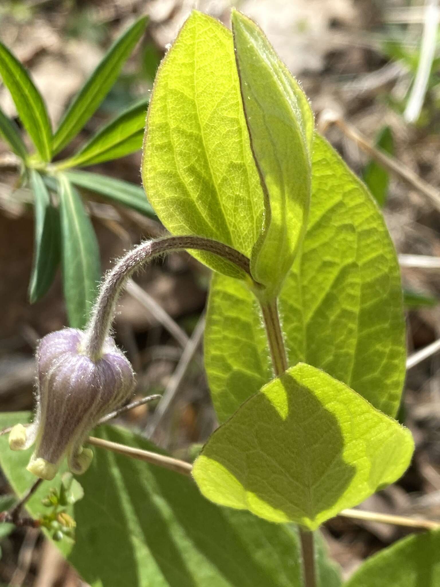 Plancia ëd Clematis ochroleuca