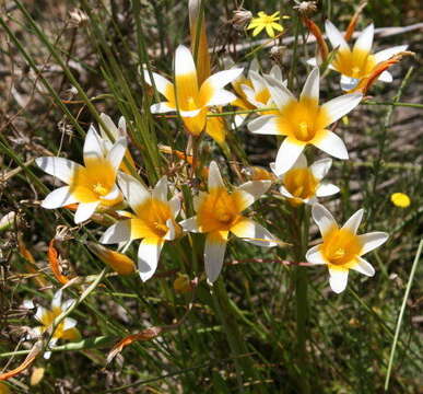 Image of Romulea leipoldtii Marais