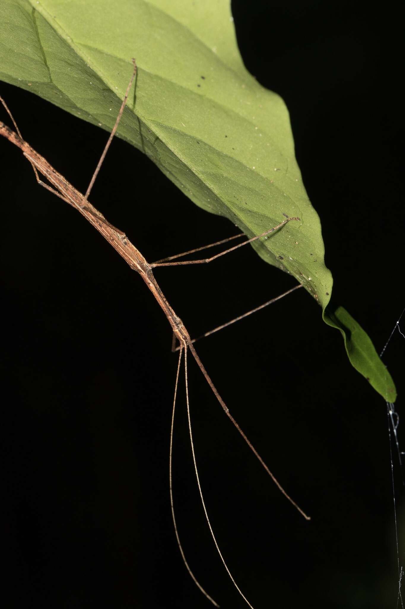 Image of Sipyloidea larryi Hasenpusch & Brock 2007