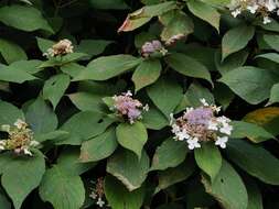 Image of Hydrangea involucrata Siebold