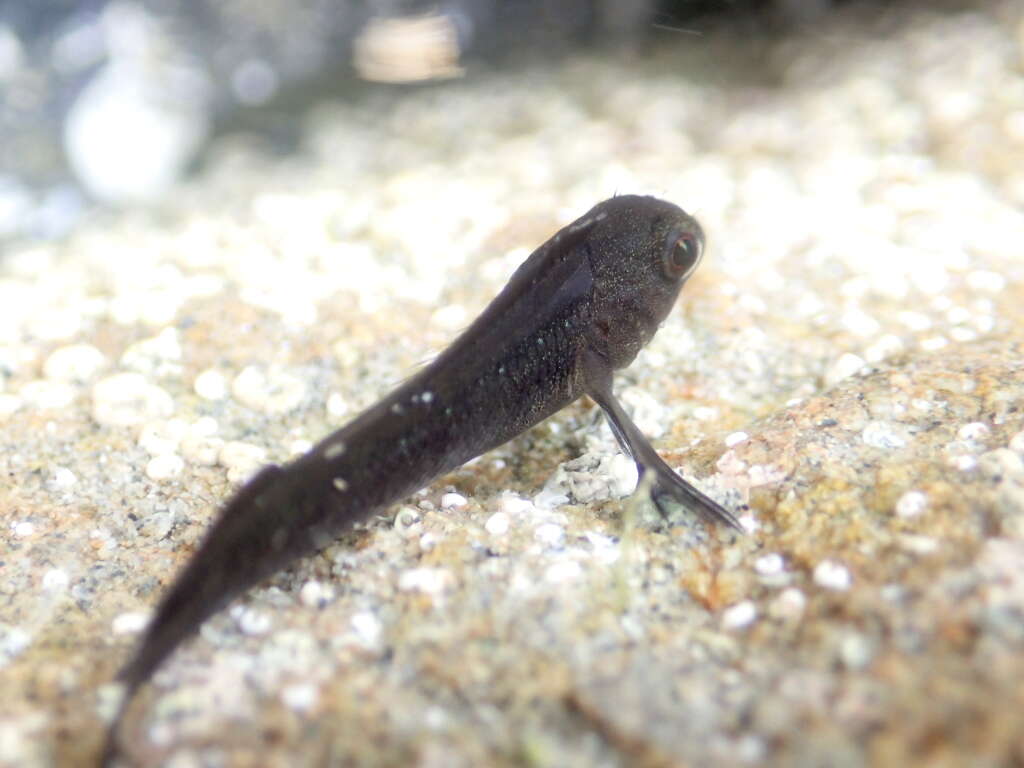 Image of Common Triplefin