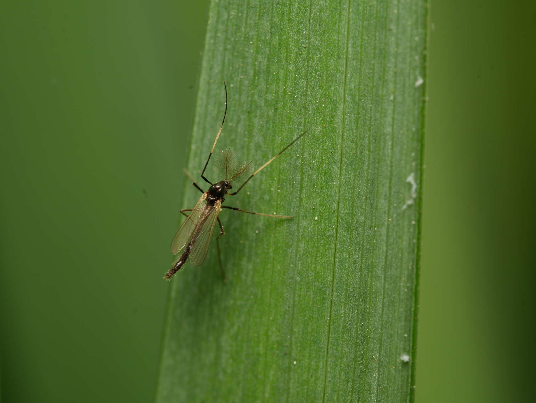 Image of Chironomidae