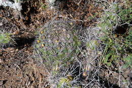 Image of Rebutia neocumingii subsp. lanata (F. Ritter) D. R. Hunt