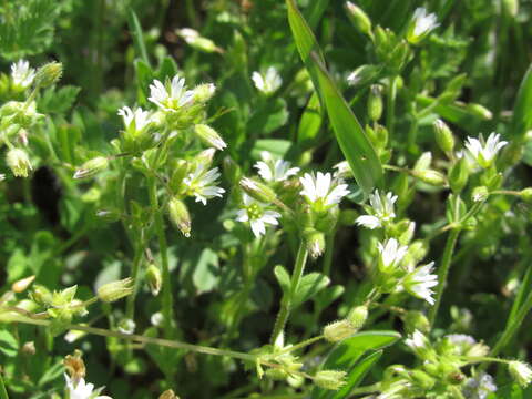 Image of Cerastium glutinosum Fries