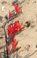 Image of Babiana hirsuta (Lam.) Goldblatt & J. C. Manning