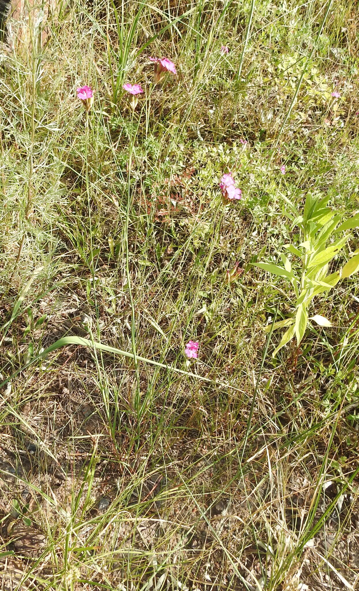 صورة Dianthus borbasii Vandas