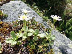 Plancia ëd Celmisia glandulosa var. latifolia Cockayne