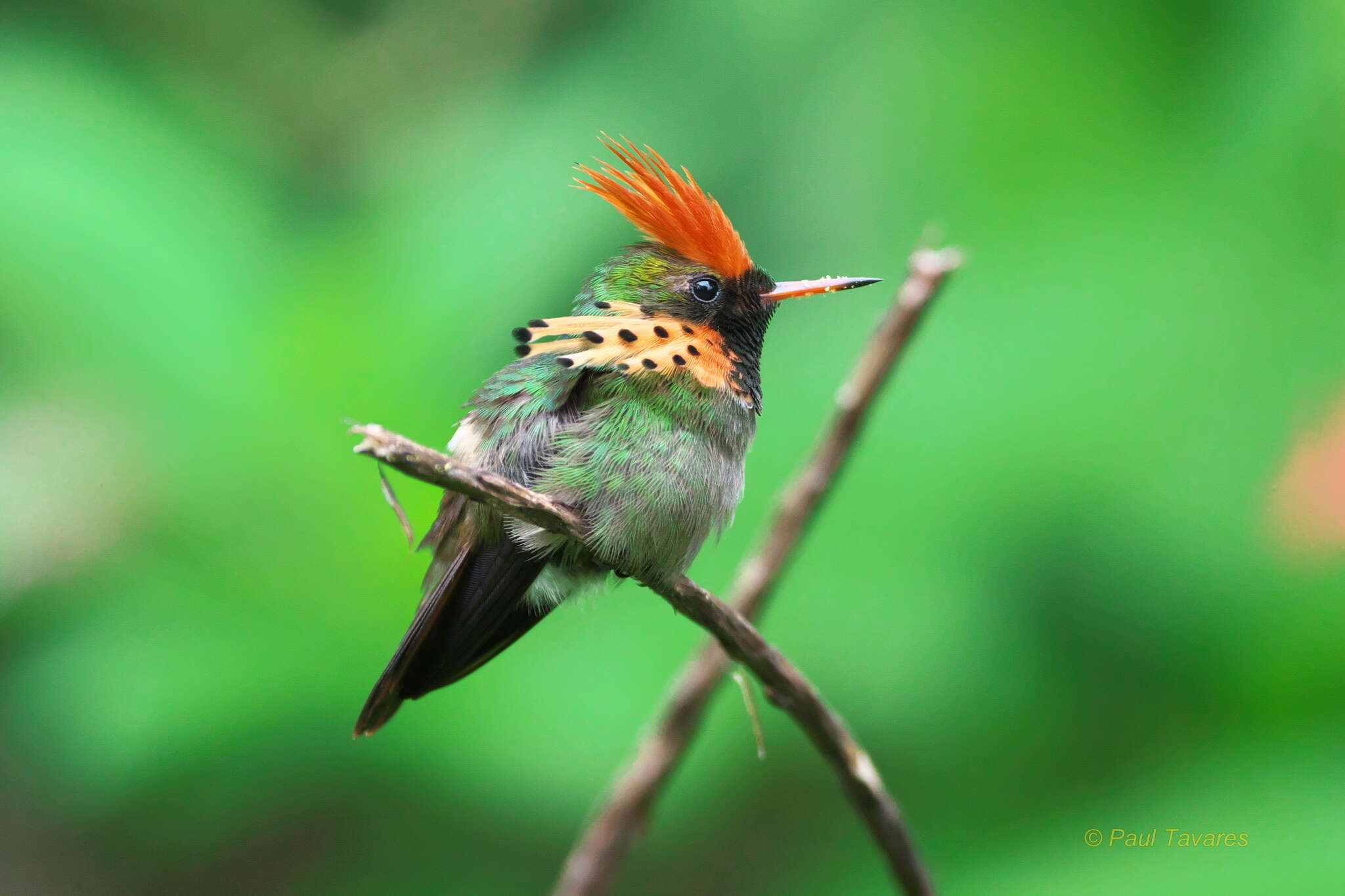 Image of Tufted Coquette