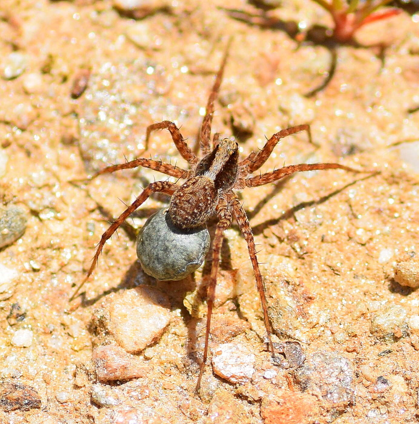 Image of Pardosa lugubris (Walckenaer 1802)