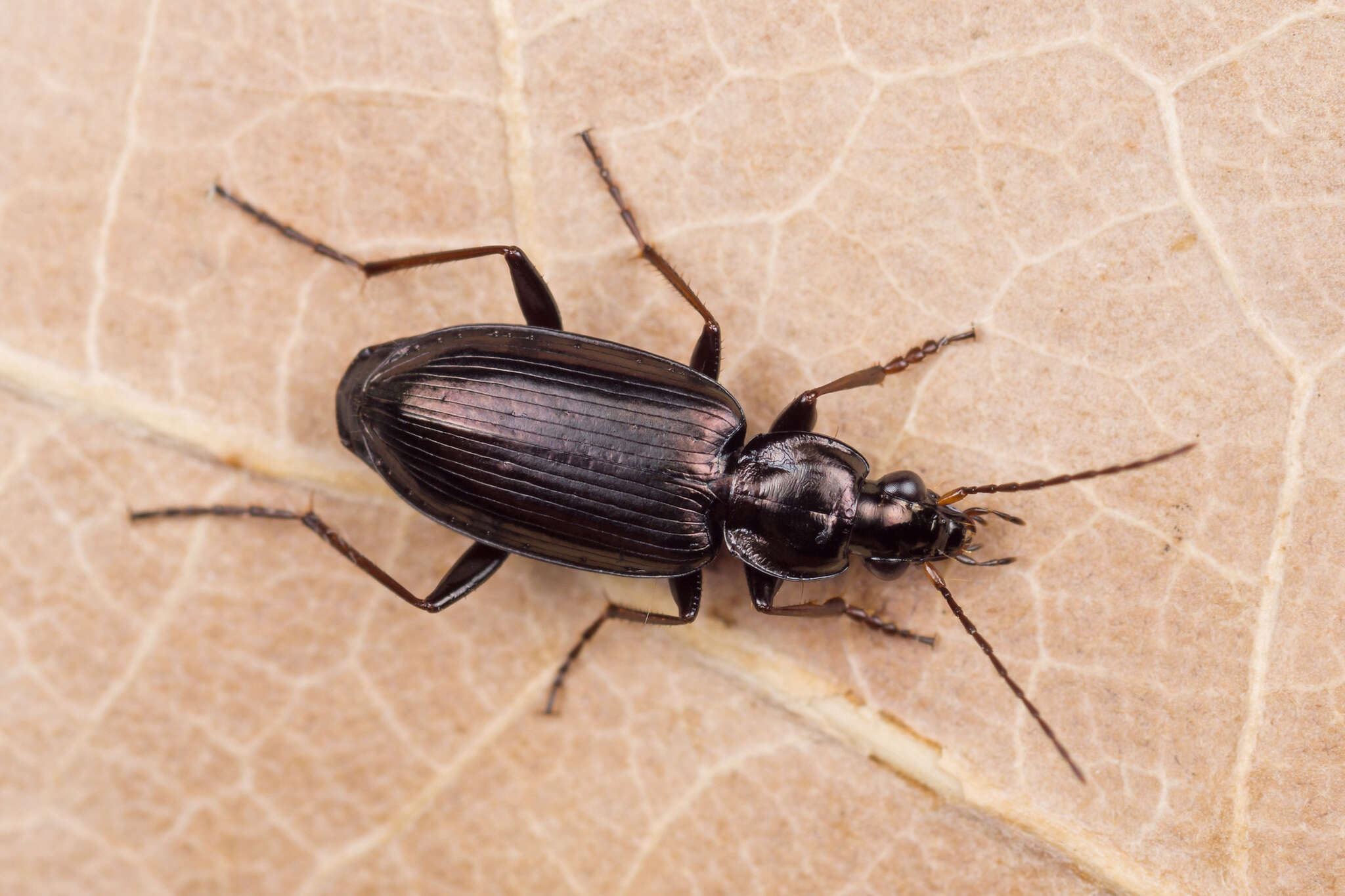 Image de Agonum (Agonum) gracilipes (Duftschmid 1812)